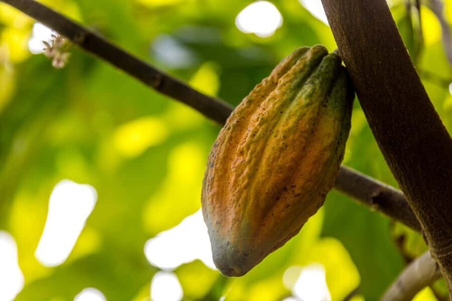 From Punta Cana: Full-Day Island Tour with Lunch - Exploring the Day in Detail