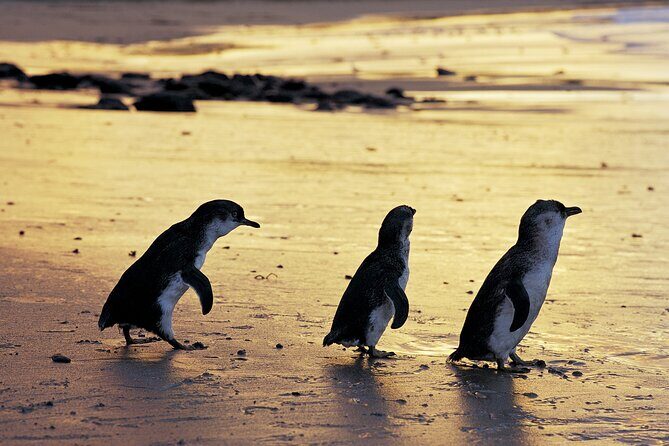 Full-Day Private Australian Wildlife Tour of Phillip Island - Transportation and Timing