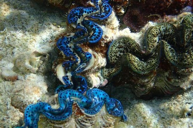 Full-Day Private Boat Tour of Bora Bora Lagoon with Snorkel - Why This Tour Stands Out