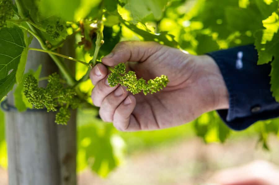 Gold Coast: Hop on Hop off Wine Tasting Tour to Mt Tamborine - What Makes This Tour Special?