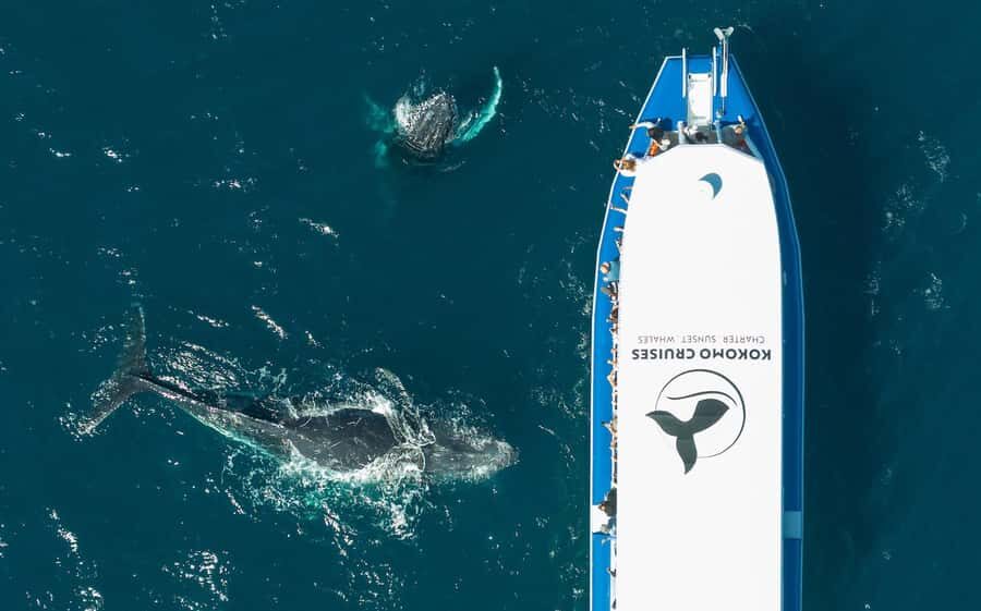 Gold Coast Whale Experience - What You Can Expect from This Tour