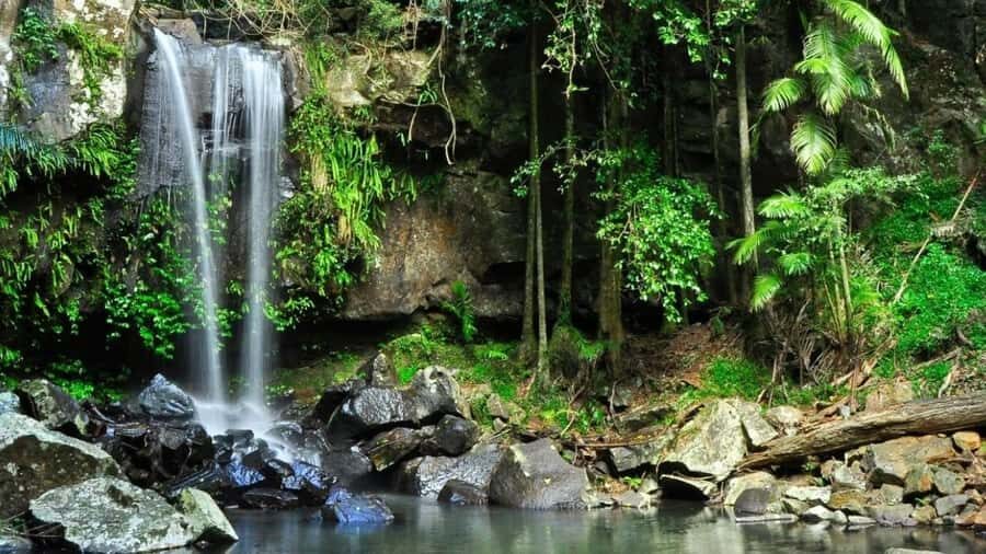 Gold Coast: Wine, Distillery & Rainforest Day Tour - What to Expect: Practical Details and Pacing