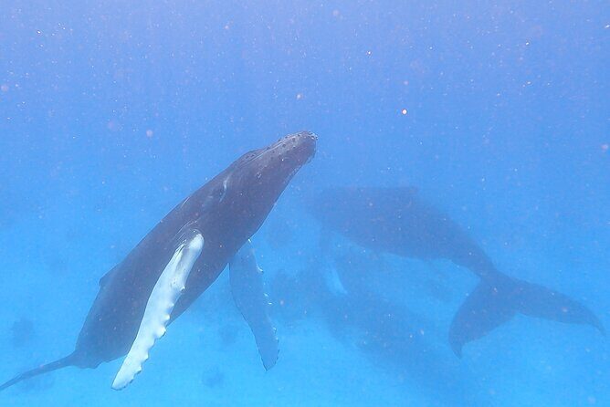 Grand Turk: Whale Watching - Who Will Enjoy This Tour?