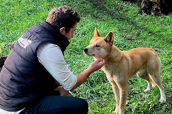 Great Ocean Road Small Group Tour with Dingos, Sparkling & Lunch - Practical Details