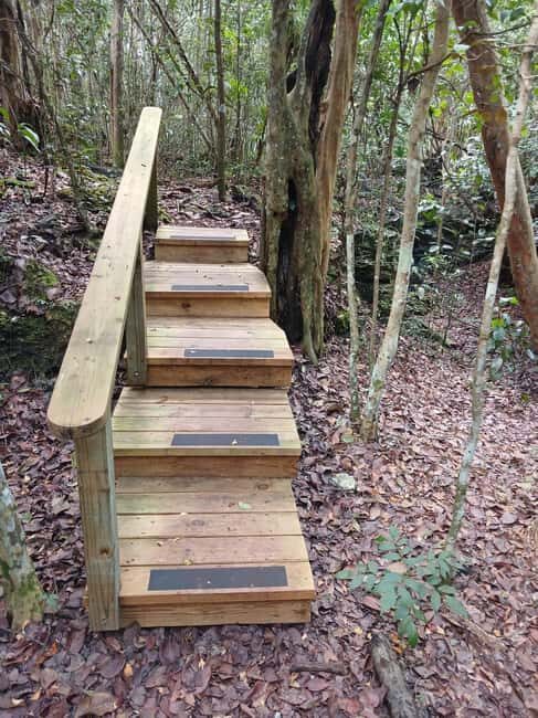 Guided Primeval Nature Walk Tour - The Limestone Caves of New Providence