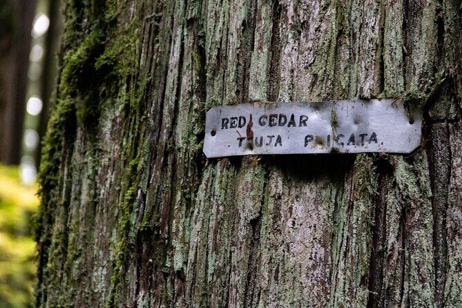 Guided Rainforest & Suspension Bridge Private Hike - Itinerary Breakdown