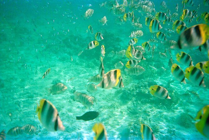 Half-Day Sailing Trip on the Lagoon of Tahiti Comments - The Experience: What You Can Expect