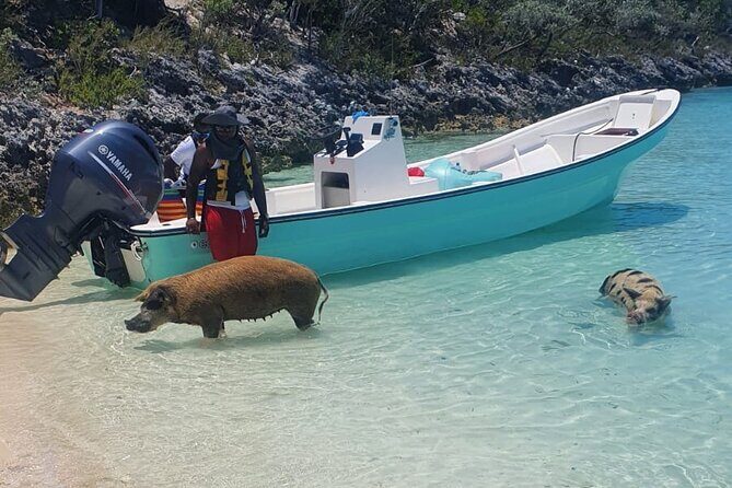 HALF DAY Swiming Pigs and Sharks Tour (Nassau to Exuma by Plane) - The Experience’s Challenges and Considerations
