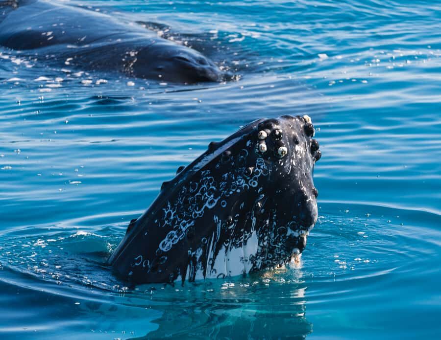 Hervey Bay: Humpback Whale-Watching Half-Day Cruise - The Value Proposition