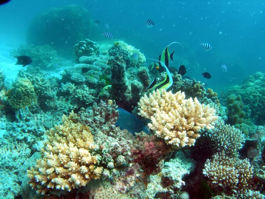 Hervey Bay: Turtle Discovery Eco Tour - An Authentic Adventure in Hervey Bay