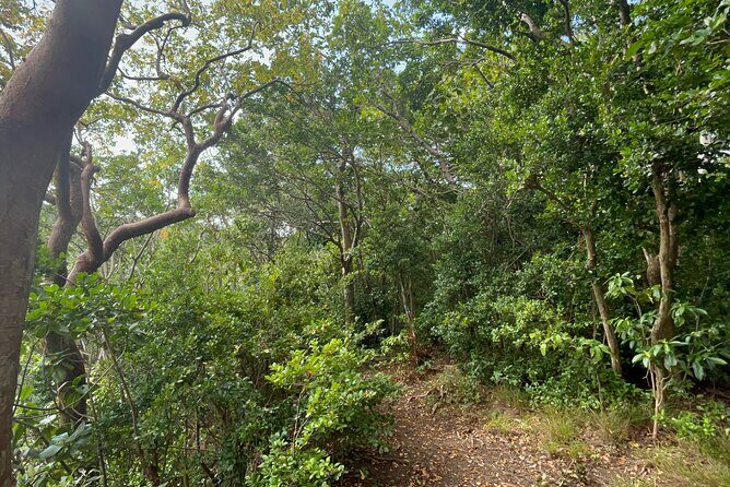 Hike St Kitts: Wingfield Rainforest and Romney Experience - What Travelers Can Expect & Practical Tips