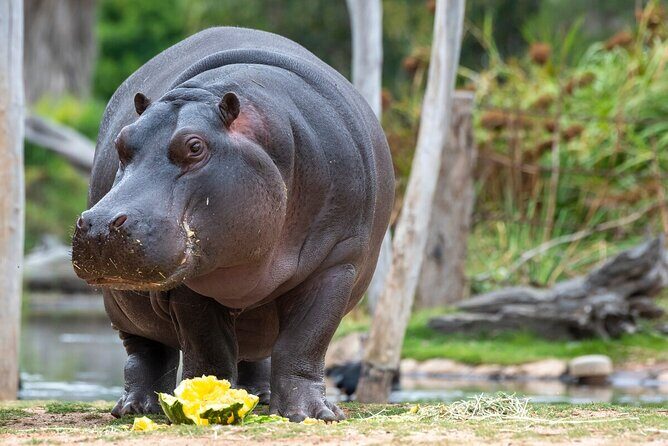 Hippo Experience at Werribee Open Range Zoo - excl. entry - Why This Tour Is Worth Considering
