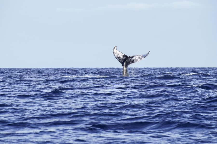 Honolulu: Oahu Whale Watching Boat Tour - An Overview of the Experience