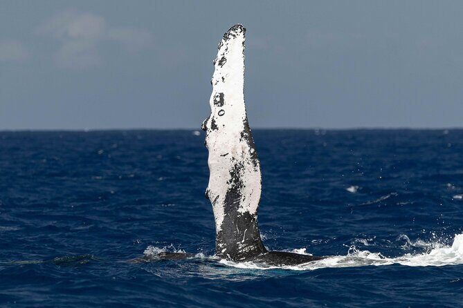 Humpback Whale Watch Tour - The Itinerary and What Makes It Special