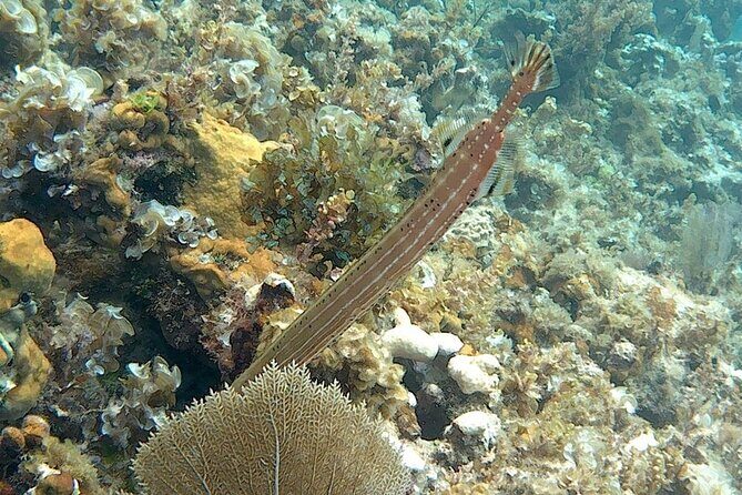 Incredible Negril Guided Snorkeling To Reef, Anchor, and Cannon - What You Can Expect Underwater