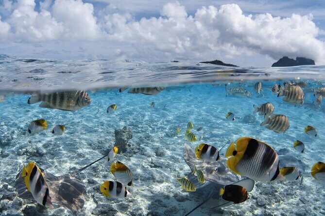 Introductory Dive in Bora Bora (afternoon) - Who Should Book This Tour?