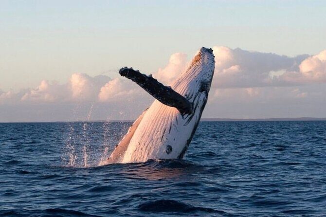 Kaikoura Private Whale Watching Day Trip from Christchurch - What Travelers Say About This Tour