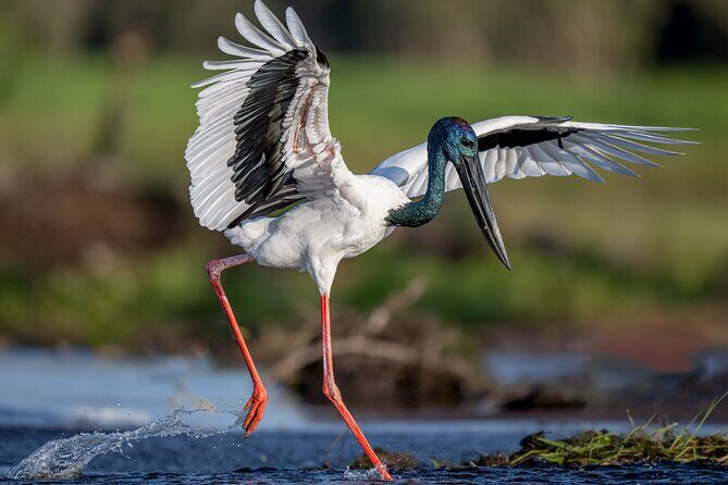 Kakadu National Park Evening Tour + Yellow Water Sunset Cruise - The Value Proposition