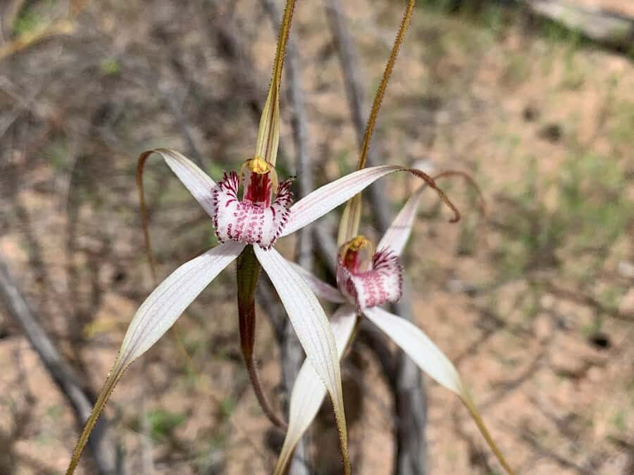 Kalbarri Wildflower Tour with Local Guide - The Itinerary: What to Expect from Start to Finish
