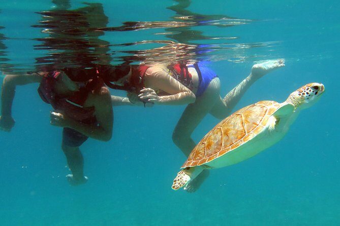 Kayak and Sea Turtle Snorkel with Beach Break - The Beach Break and Lunch