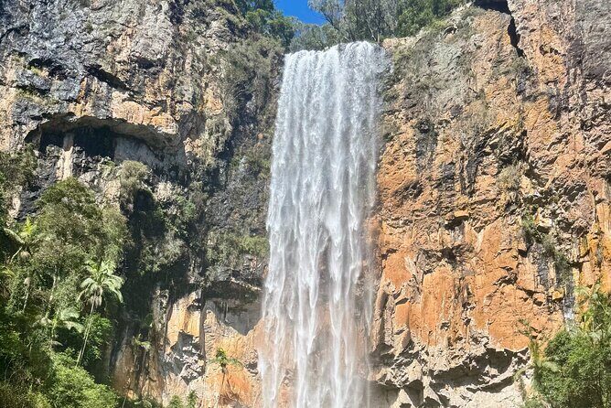 Koalas, 6 Springbrook Waterfalls and Natural Bridge Day Tour - The Value of the Tour