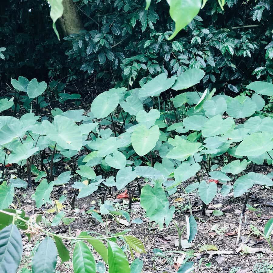 Kona Coast: Rooster Farms Coffee Tasting - The Itinerary: What to Expect