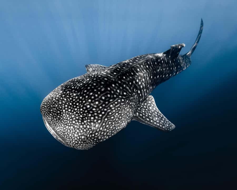 Kona: Small Group Ocean Safari + Snorkel - The Value of a Small Group Adventure