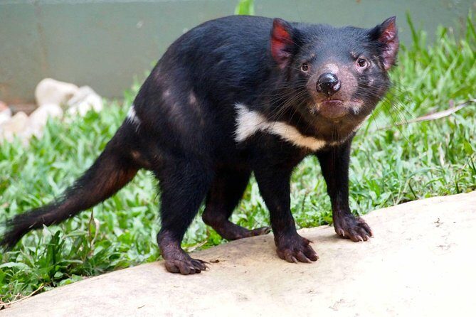 Kuranda Highlights including Rainforestation Aboriginal Culture and Wildlife R1B - FAQ