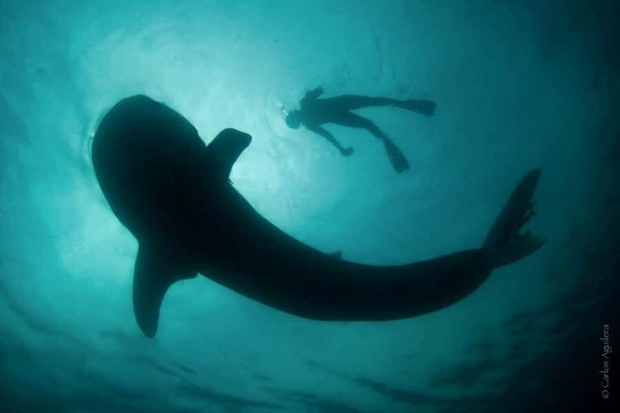 La Paz: Whale Shark Swimming Adventure with Marine Biologist - In-Depth Review