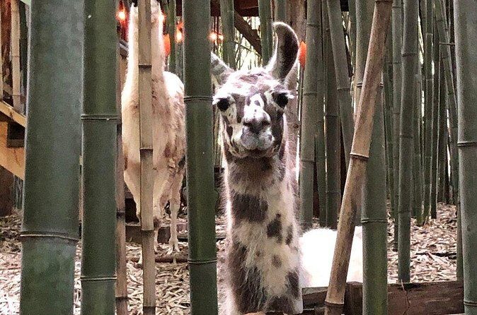Llama, Alpaca, Guanaco Experience - FAQs