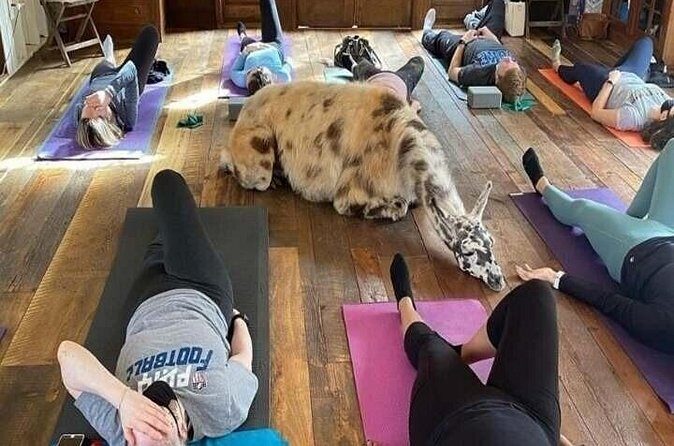 Llama Yoga - Who Should Try Llama Yoga?