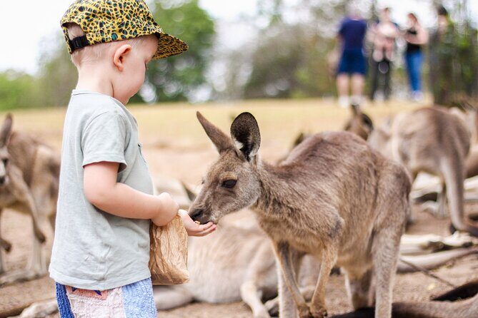 Lone Pine Koala Sanctuary Day Pass - The Practical Details: Timing, Cost, and Tips