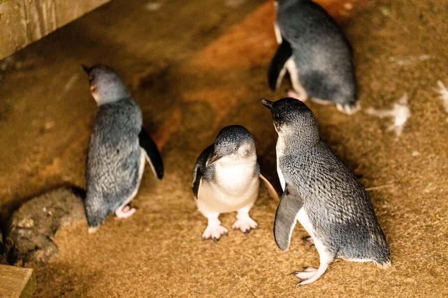 Luxury Phillip Island Tour for Families & Explorers 10 Max - Why This Tour Is a Great Choice