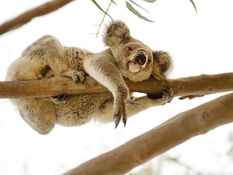 Magnetic Island: West Coast Eco Adventure Bus Tour - Why This Tour Shines