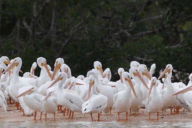 Marco Island: 2-Hour Dolphin, Birding, and Shelling Tour - Final Thoughts