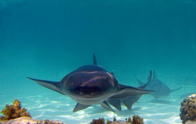 Marinarium Snorkeling Cruise from Bayahibe - Who Is This Tour Best For?