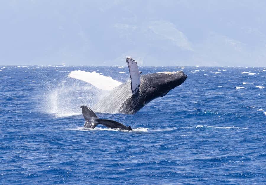 Maui: Ka'anapali Whale Watching Cruise on Luxury Sailboat - Who Will Love This Tour?