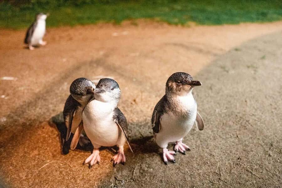 Melbourne: Boutique Phillip Island Wine, Dine & Penguin Tour - Transport & Group Size