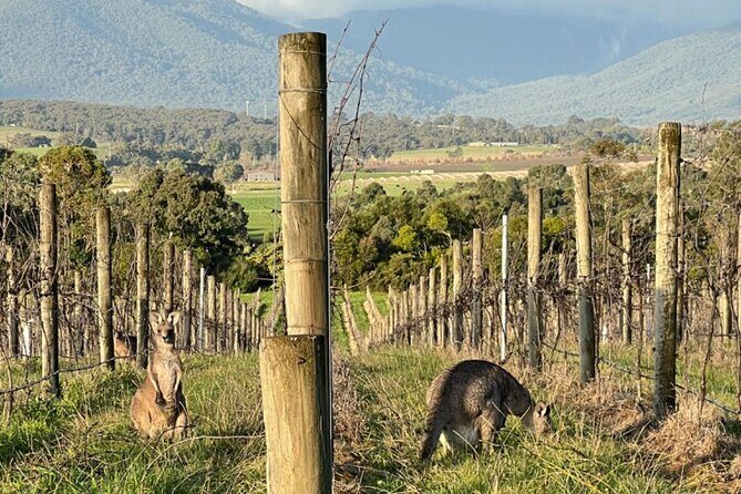 Melbourne Yarra Valley Wineries Explore Private Tour - Authentic Experiences and What Travelers Say