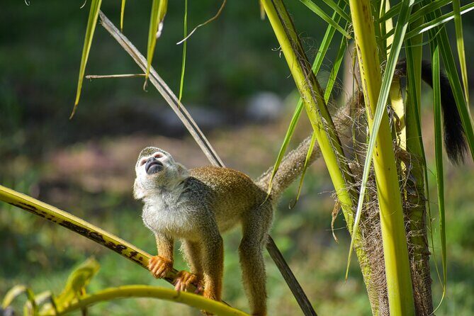 Monkey Encounter and Zip Line Tour from Amber Cove and Taino Bay - Practical Tips for Visitors