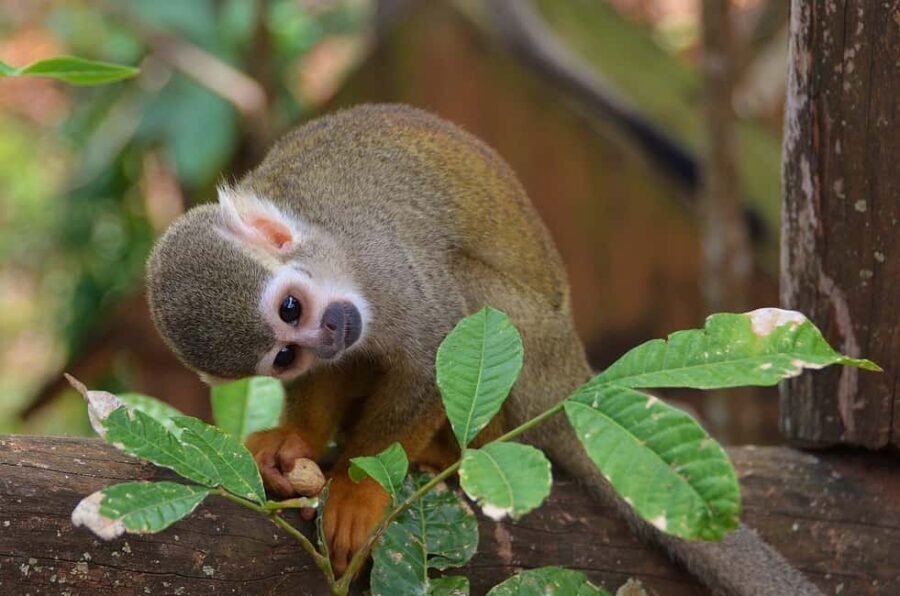 Monkey Encounter + ATV Riding Adventure  Puerto Plata - Who Will Appreciate This Tour?