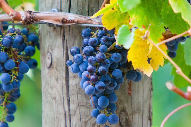 Mornington Peninsula Winery Bus Tour including lunch with a glass of wine - Frequently Asked Questions