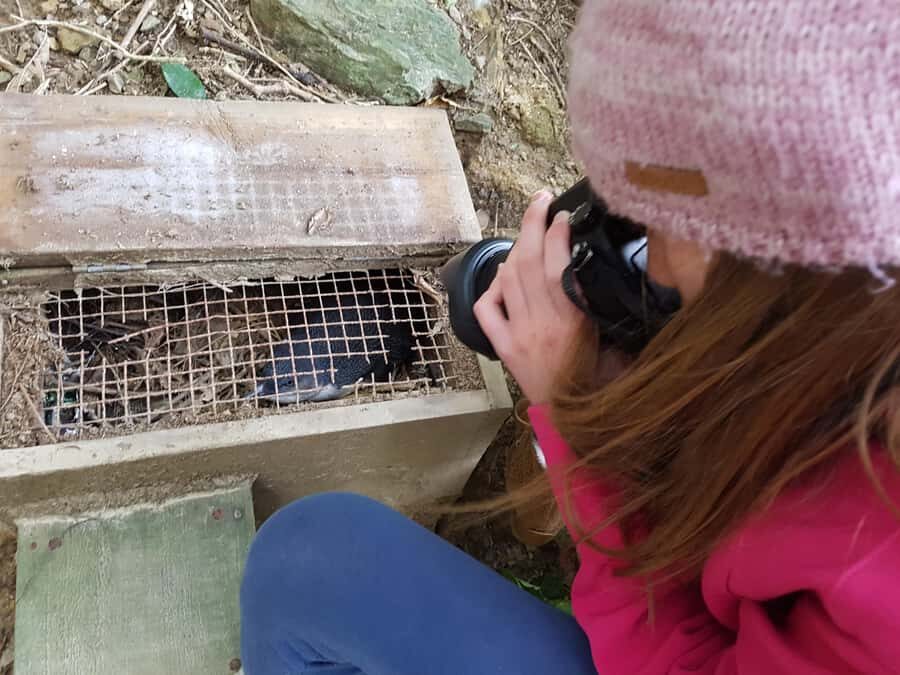 Motuara Island Sanctuary: Wildlife & Dolphin Watching Tour - In-Depth Breakdown of the Tour