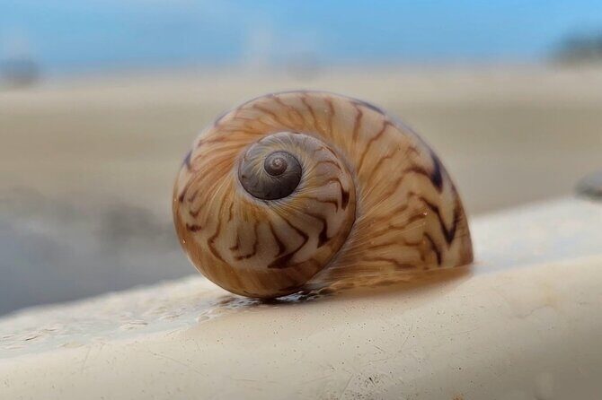 Naples Keewaydin Shelling Dolphin and Beach Tours - The Itinerary Breakdown