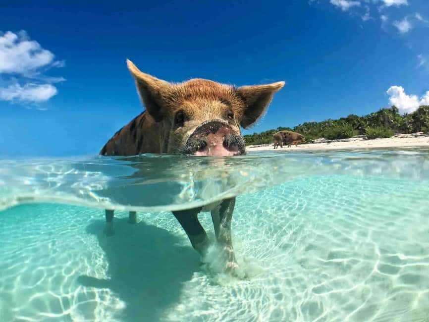 Nassau: 3-Island Snorkel Tour with Pigs, Beach Club, & Lunch - Navigating the Nassau 3-Island Snorkel Tour