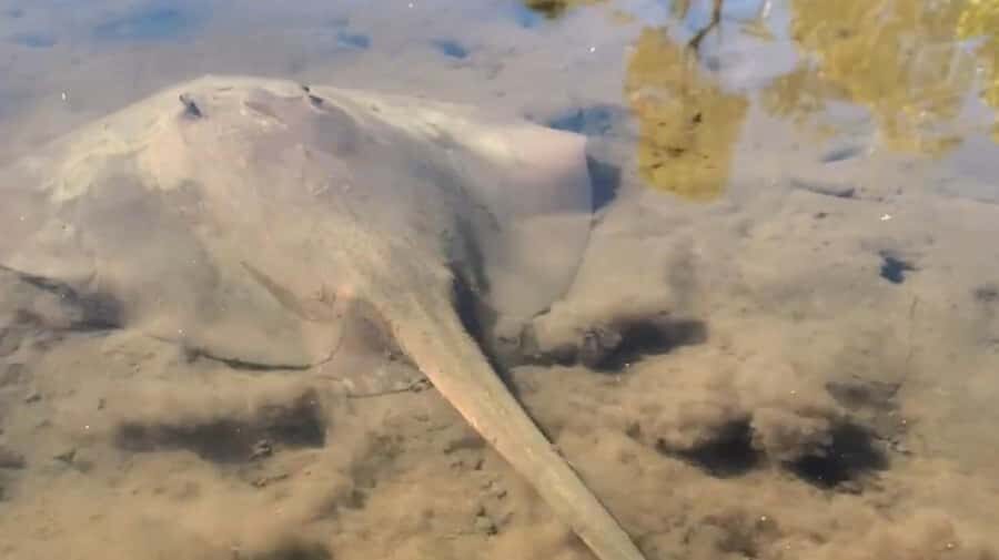 Noosa Heads: Hidden Waterways Wildlife Kayak (Self-Guided) - The Itinerary in Detail