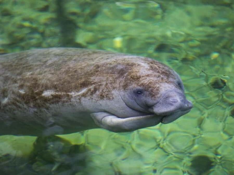 Orange City: Blue Spring State Park St. Johns River Cruise - The Itinerary and Experience