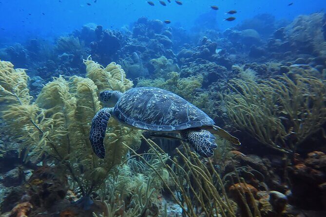 PADI Open Water Course in 3 days - The Underwater Adventure