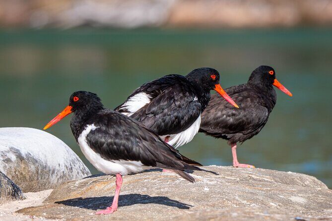Pambula River Kayaking Tour - What Makes This Experience Special?
