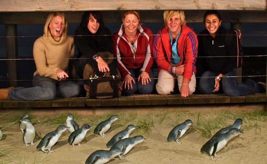 Phillip Island Penguin Parade Afternoon Tour from Melbourne - The Penguin Parade: The Heart of the Tour